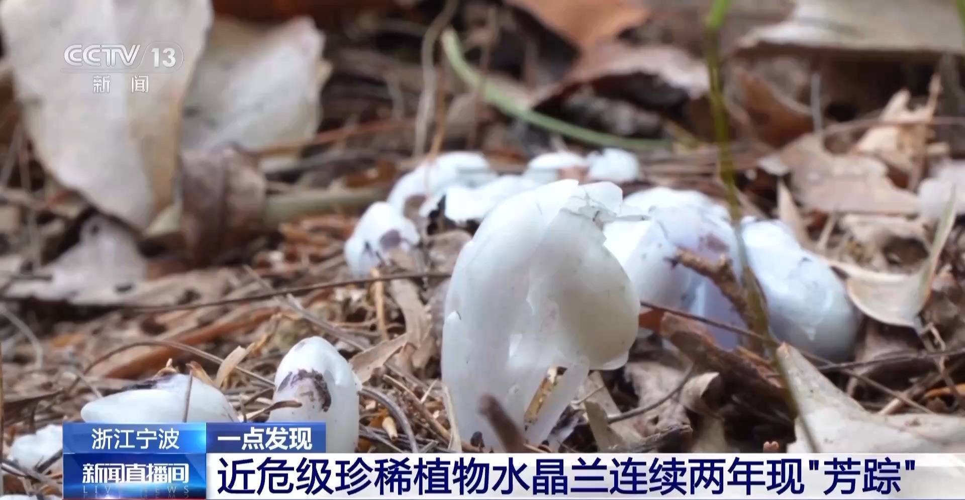 连续两年现身<strong></p>
<p>比特币等虚拟货币</strong>！宁波大堰镇再现近危级珍稀植物水晶兰