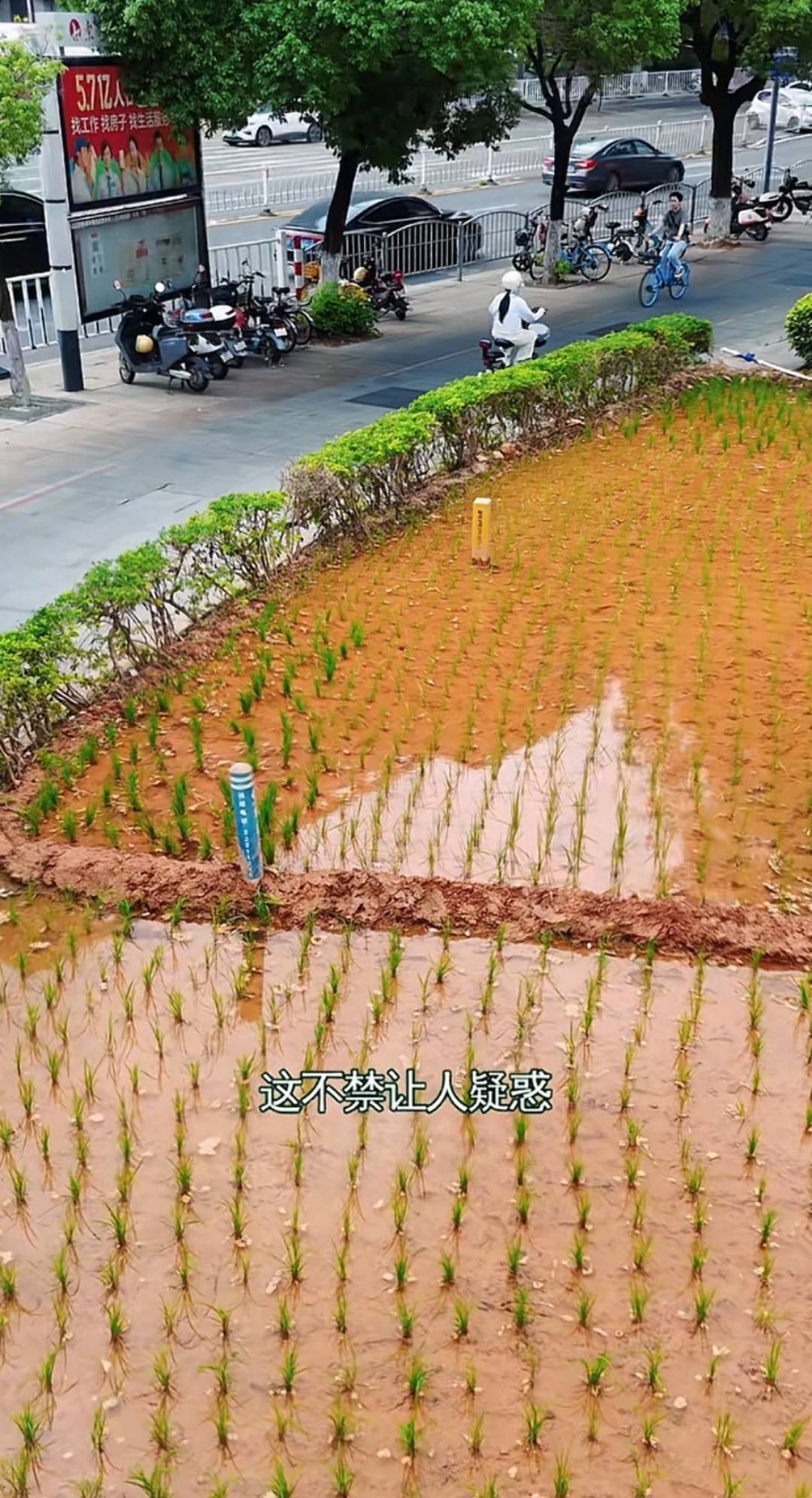 谁种的？东莞闹市区绿化带惊现水稻<strong></p>
<p>比特币等虚拟货币</strong>，网友化身福尔摩斯来探案，家居广场：商户提的建议