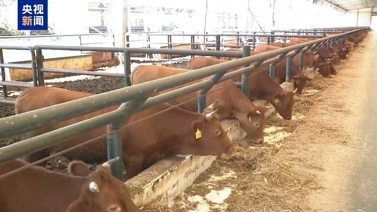 美关税政策下巴西牛肉出口承压 中巴牛肉贸易合作稳中求进