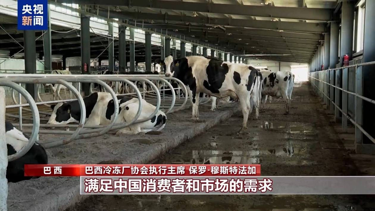 美关税政策下巴西牛肉出口承压 中巴牛肉贸易合作稳中求进