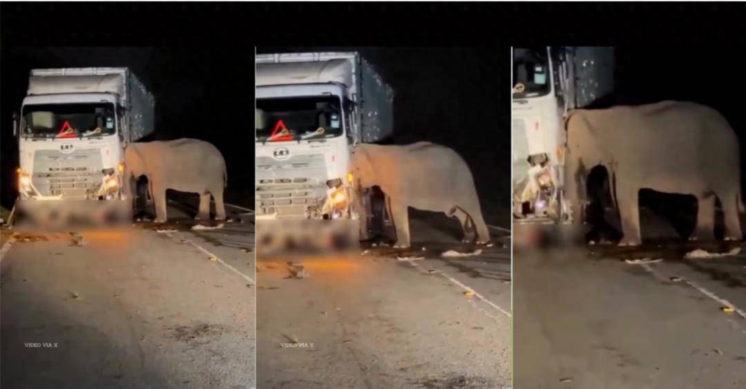 5岁小象凌晨被撞身亡<strong></p>
<p>虚拟云币</strong>，母象悲愤交加头抵卡车7小时守到天亮！