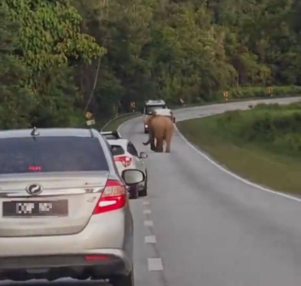 5岁小象凌晨被撞身亡<strong></p>
<p>虚拟云币</strong>，母象悲愤交加头抵卡车7小时守到天亮！