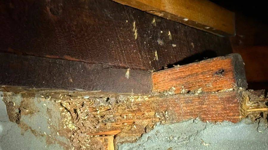 紧急提醒：瞬间爆发！上海市民崩溃：密密麻麻<strong></p>
<p>比特币虚拟货币</strong>，蠕蠕爬行...“梧桐区”已开始战斗，白蚁或提前分飞