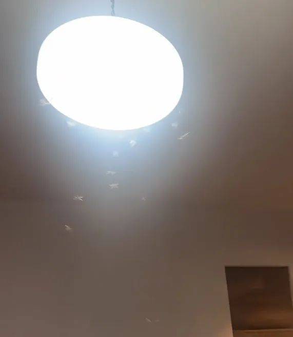 紧急提醒：瞬间爆发！上海市民崩溃：密密麻麻<strong></p>
<p>比特币虚拟货币</strong>，蠕蠕爬行...“梧桐区”已开始战斗，白蚁或提前分飞