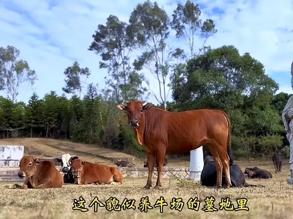 全国重点文保单位施琅墓被曝成“放牛场”<strong></p>
<p>比特币与虚拟货币</strong>?福建惠安官方回应