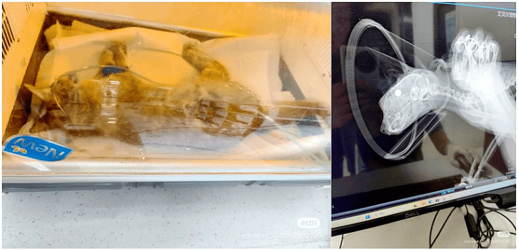 南京大学校庆日“校猫”被钢珠打碎头骨？校保卫处：看了一夜监控<strong></p>
<p>虚拟币买卖平台</strong>，暂未锁定嫌疑人