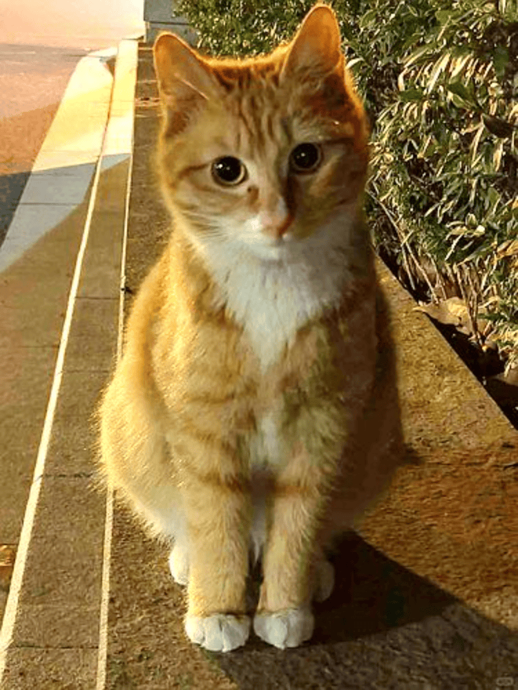 南京大学校庆日“校猫”被钢珠打碎头骨？校保卫处：看了一夜监控<strong></p>
<p>虚拟币买卖平台</strong>，暂未锁定嫌疑人