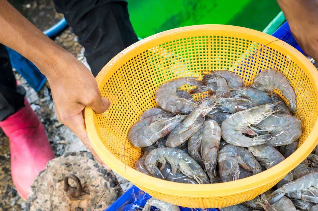 养殖虾都是吃抗生素、激素长大的<strong></p>
<p>虚拟币买卖平台</strong>，真的不建议吃？