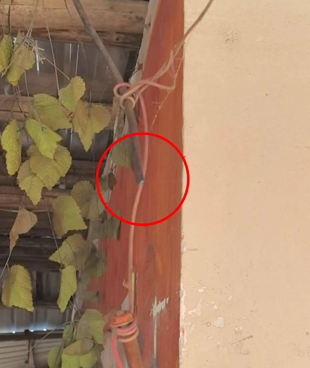 侄女与姑姑争祖父留下的门面<strong></p>
<p>虚拟马币</strong>，长沙租客“躺枪”：我被打了，店也被锁了！