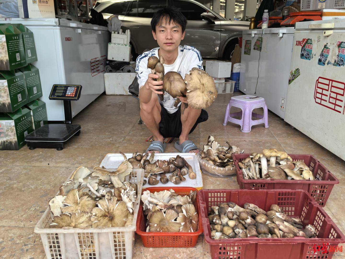 “天价”鸡枞调查:最贵卖到1800元/公斤!雨水少致产量低<strong></p>
<p>虚拟币</strong>,多地价高客少