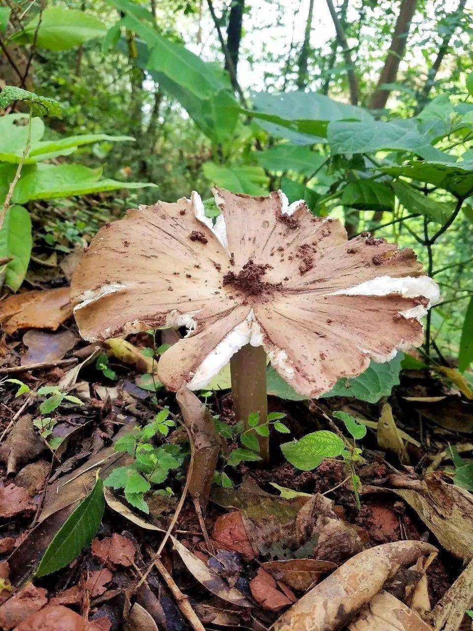 “天价”鸡枞调查:最贵卖到1800元/公斤!雨水少致产量低<strong></p>
<p>虚拟币</strong>,多地价高客少