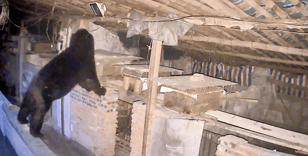 熟练得让人惊讶！四川一黑熊连续3年进村偷蜂蜜<strong></p>
<p>虚拟币</strong>，藏哪都找得到