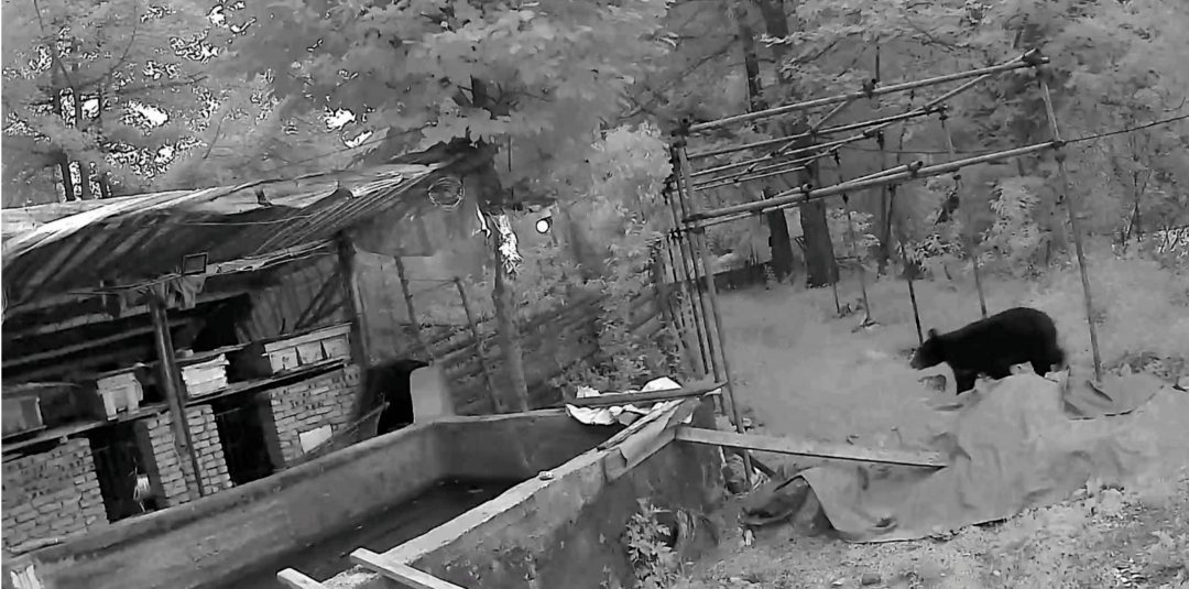 熟练得让人惊讶！四川一黑熊连续3年进村偷蜂蜜<strong></p>
<p>虚拟币</strong>，藏哪都找得到