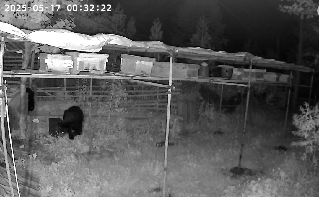 熟练得让人惊讶！四川一黑熊连续3年进村偷蜂蜜<strong></p>
<p>虚拟币</strong>，藏哪都找得到