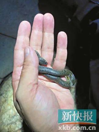 广州已进入蛇伤高发季节<strong></p>
<p>虚拟币 赚</strong>，保命锦囊→