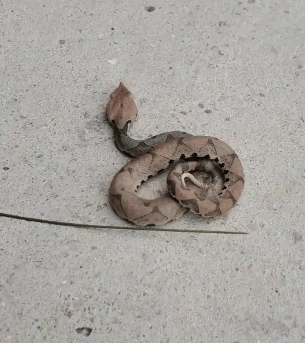 浙江温州有人在山上放生五步蛇<strong></p>
<p>虚拟币 赚</strong>，此前已有村民被咬！当地村干部回应