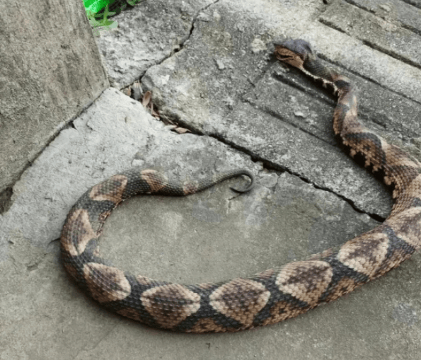 浙江温州有人在山上放生五步蛇<strong></p>
<p>虚拟币 赚</strong>，此前已有村民被咬！当地村干部回应