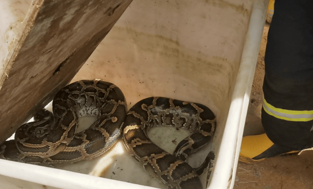 广东一地现3米长70斤巨蟒<strong></p>
<p>2015虚拟币</strong>，吐出一只30斤整羊，消防员4分钟抓捕