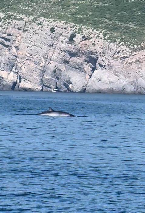 大连一男子海钓发现鲸鱼浮出水面<strong></p>
<p>2015虚拟币</strong>,专家:近海出现鲸鱼是正常现象,或是在追逐鱼群