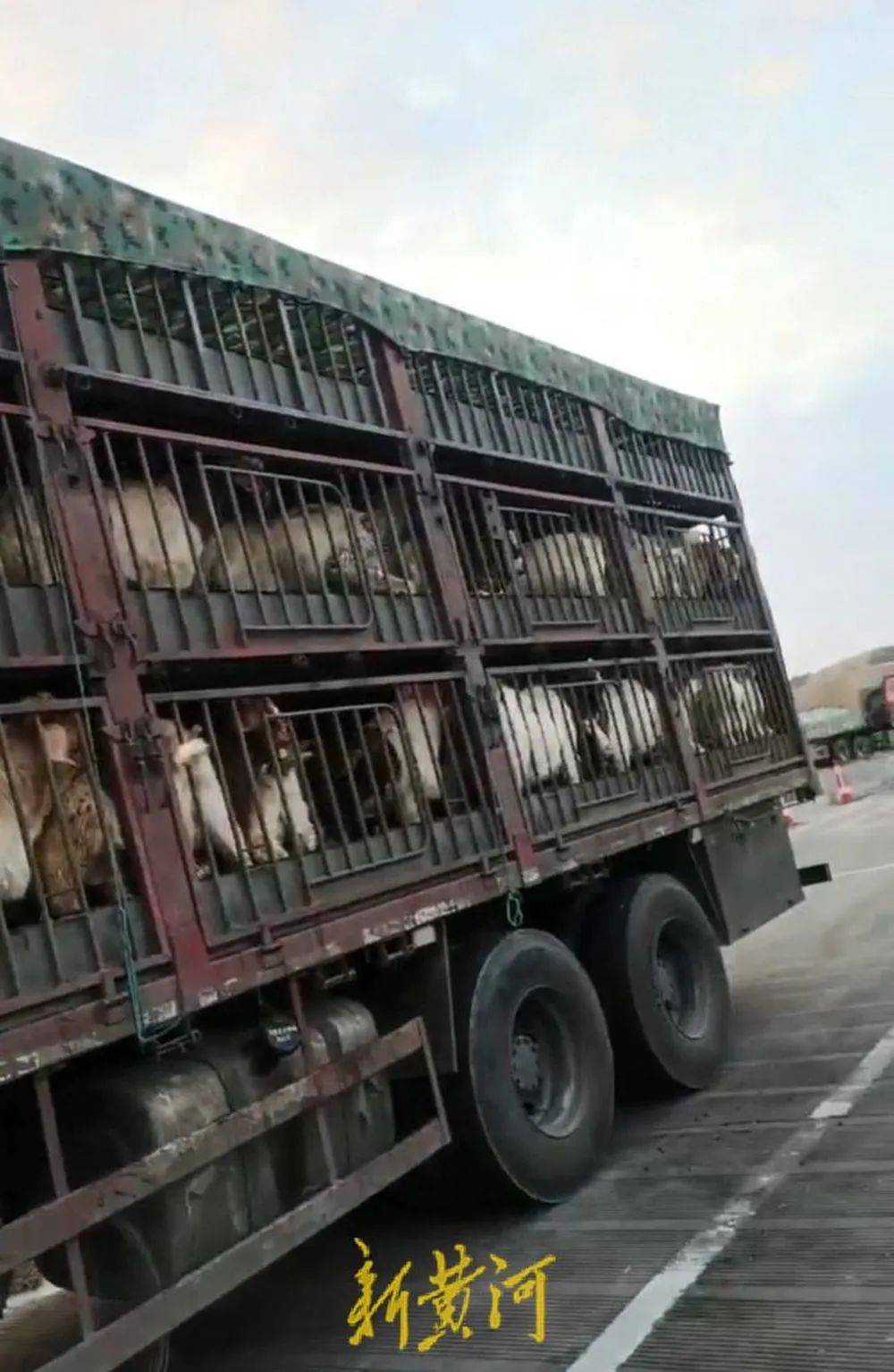 江苏养殖户称543只羊运到贵州遭羊贩盗卖<strong></p>
<p>虚拟币LOL</strong>，当地警方立案又撤案，镇政府：双方合作养羊，账目存在分歧引发纠纷