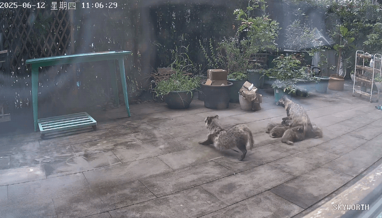 上海一小区居民苦恼新邻居:突然搬来让人提心吊胆<strong></p>
<p>虚拟币币安全</strong>!不能抓不能打