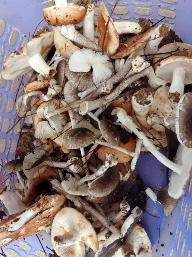 湖南一家6口误食毒蘑菇<strong></p>
<p>币盛虚拟币</strong>,5岁男童不幸去世