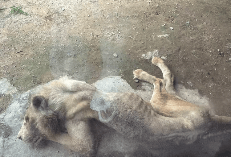 福州一野生动物世界有狮子骨瘦如柴？园方：它已有13岁“高龄”<strong></p>
<p>虚拟币分析</strong>，生活作息进食均正常