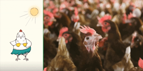 粘着鸡毛鸡屎的土鸡蛋<strong></p>
<p>日本</strong>,要先洗干净再放冰箱吗?