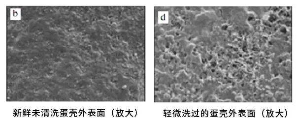 粘着鸡毛鸡屎的土鸡蛋<strong></p>
<p>日本</strong>,要先洗干净再放冰箱吗?