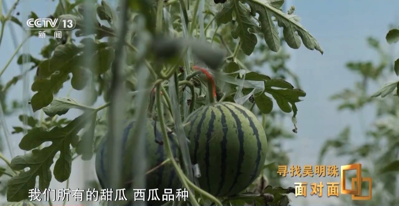 面对面丨中国人的吃瓜自由要感谢她<strong></p>
<p>虚拟币Steam</strong>！吴明珠说她的一生就是结几个好瓜献给人民