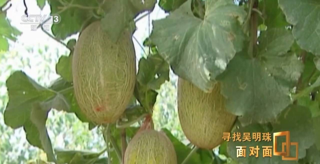 面对面丨中国人的吃瓜自由要感谢她<strong></p>
<p>虚拟币Steam</strong>！吴明珠说她的一生就是结几个好瓜献给人民