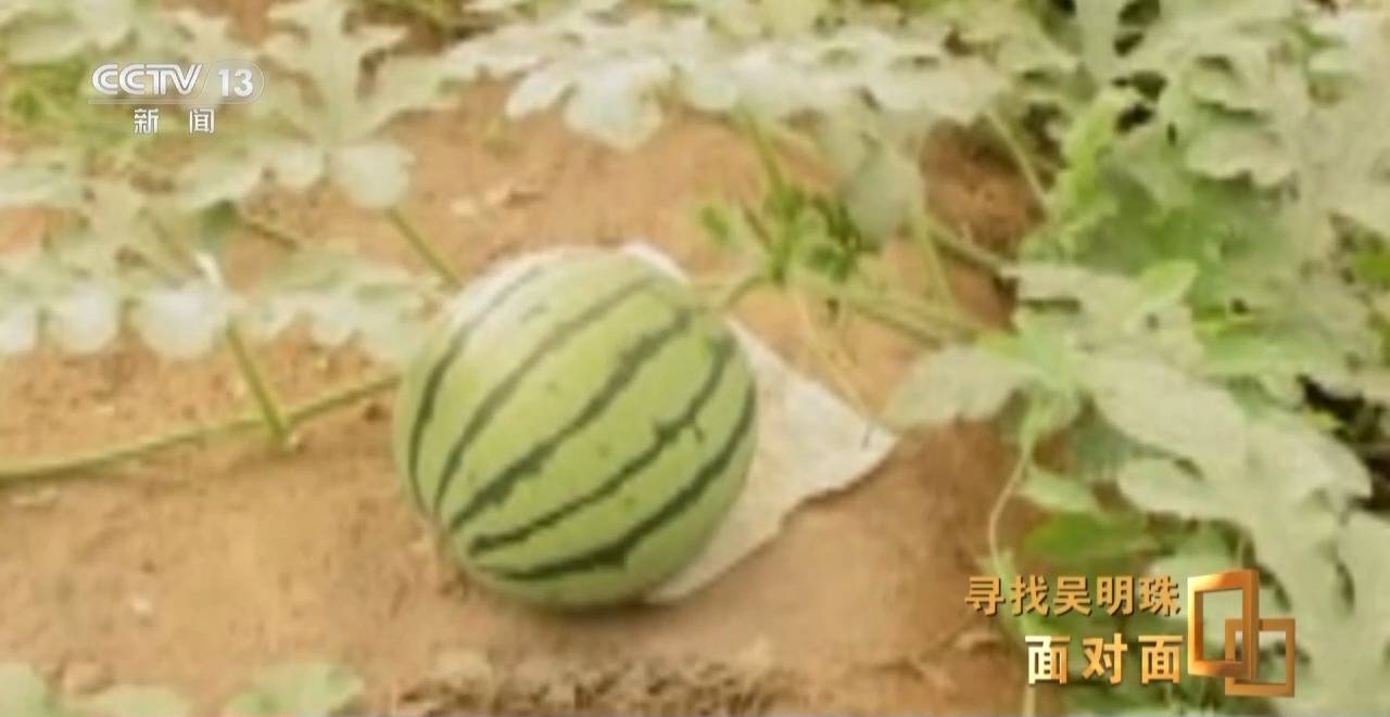 面对面丨中国人的吃瓜自由要感谢她<strong></p>
<p>虚拟币Steam</strong>！吴明珠说她的一生就是结几个好瓜献给人民