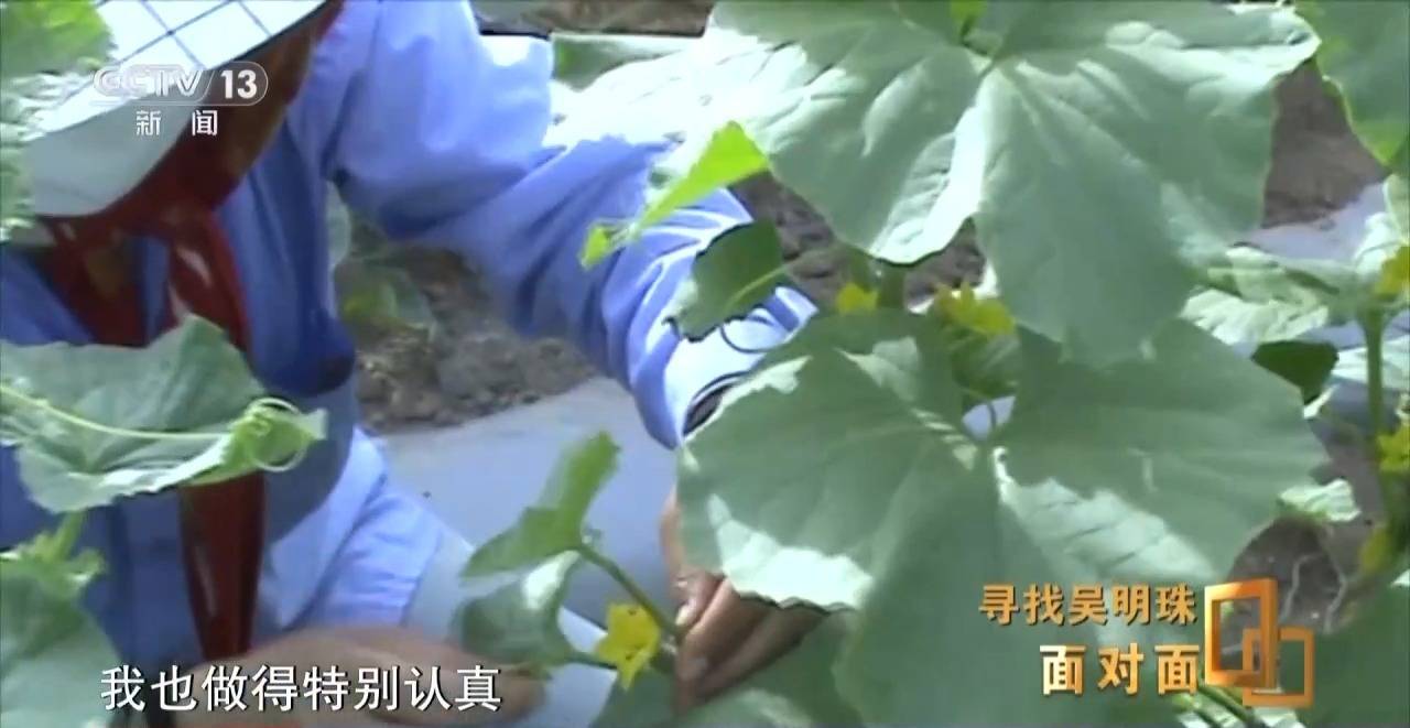 面对面丨中国人的吃瓜自由要感谢她<strong></p>
<p>虚拟币Steam</strong>！吴明珠说她的一生就是结几个好瓜献给人民