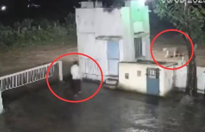 印度一男子后院与狮子相逢<strong></p>
<p>中国石化股票</strong>,双方都被吓懵,狮子扭身先逃