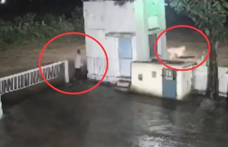 印度一男子后院与狮子相逢<strong></p>
<p>中国石化股票</strong>,双方都被吓懵,狮子扭身先逃