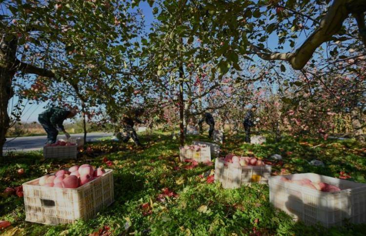 赵露思陷“假助农”风波后<strong></p>
<p>葫芦娃股票</strong>，陕西一村干部回应：确有企业进村收“冰雹果”，价格比正常果低