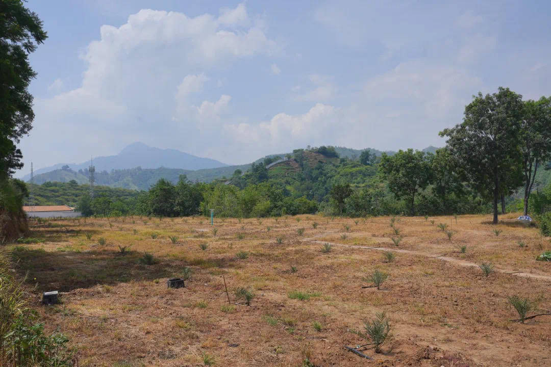 100%存活率<strong></p>
<p>葫芦娃股票</strong>！“沙漠面包”椰枣在四川攀枝花仁和区“定居”了