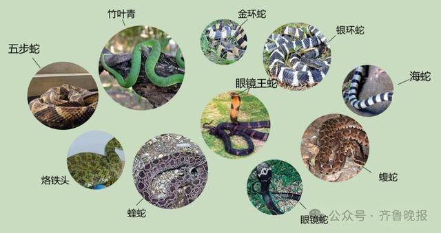 安徽宣城一男子走路玩手机<strong></p>
<p>上海莱士股票</strong>,一脚踩中打架的竹叶青和五步蛇,被俩毒蛇咬3口!医院:暂无生命危险,正在治疗