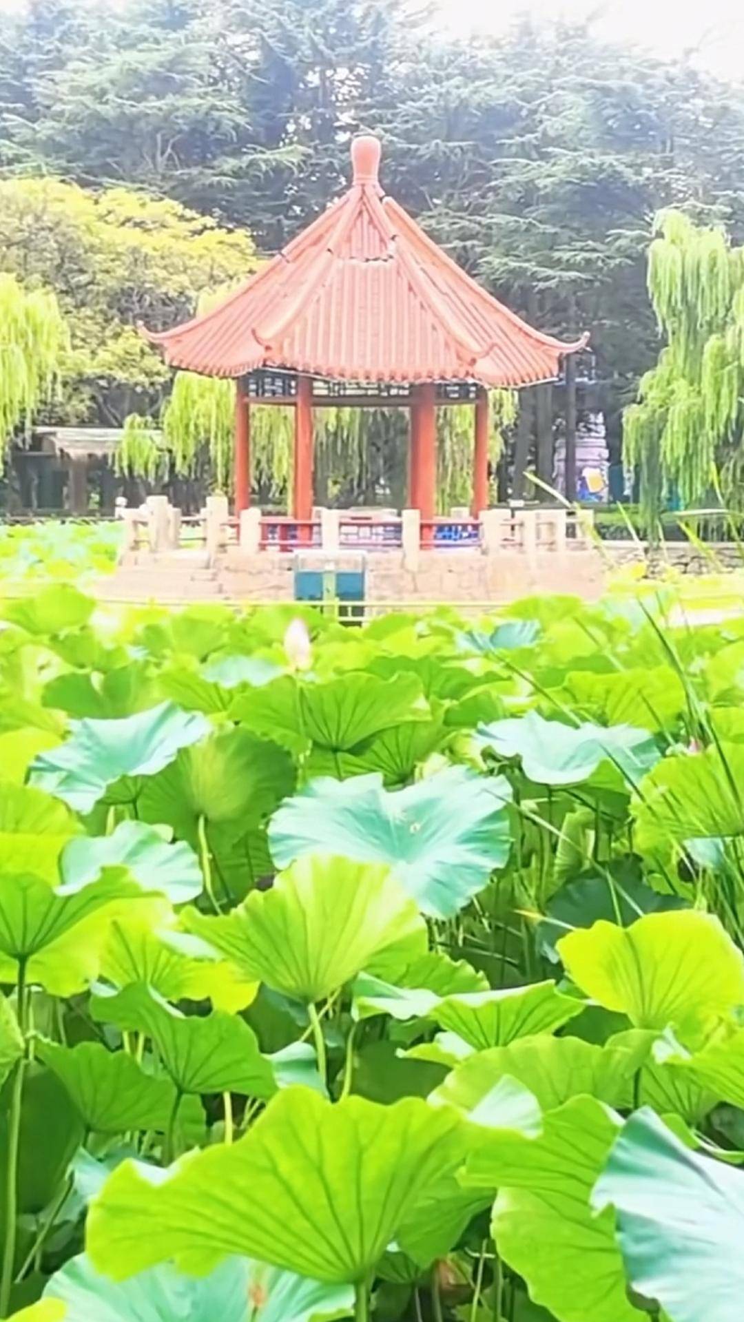 青岛中山公园一凉亭突然倒塌：一年前刚完成修缮<strong></p>
<p>股票市值</strong>，园方称无伤亡原因待查