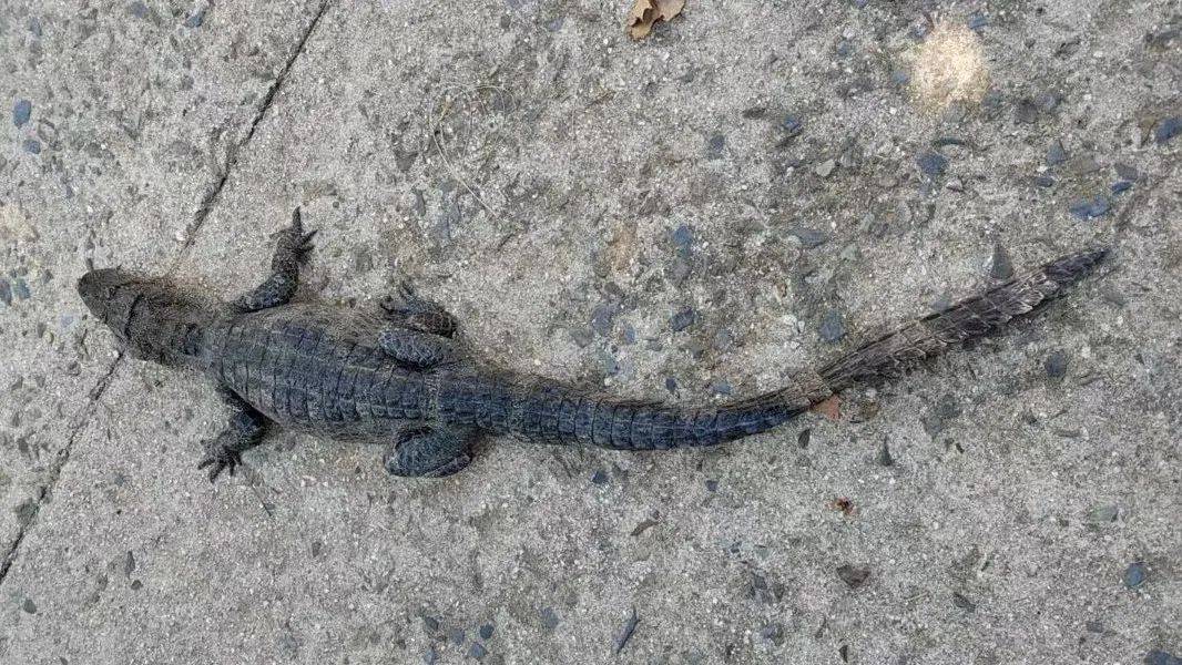 安徽一钓鱼佬钓到一条1米长20斤的“大鱼”<strong></p>
<p>股票市值</strong>，赶紧送到派出所，民警：放生！