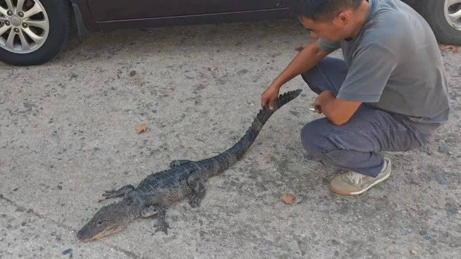 安徽一钓鱼佬钓到一条1米长20斤的“大鱼”<strong></p>
<p>股票市值</strong>，赶紧送到派出所，民警：放生！