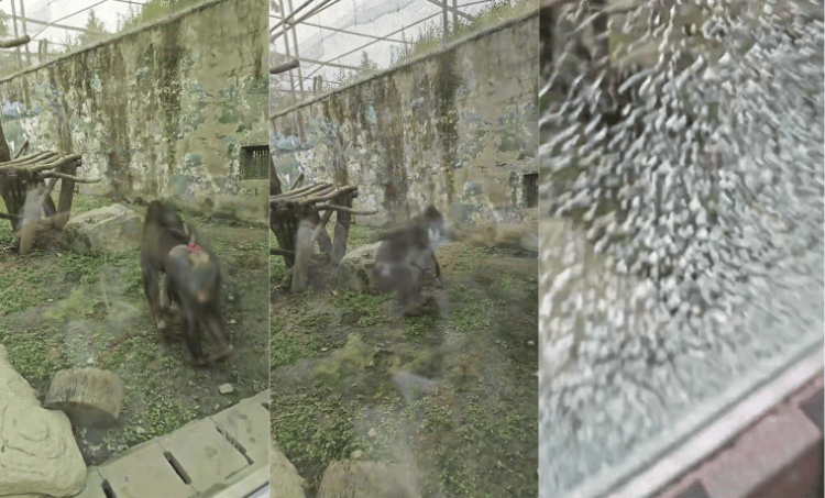 成都动物园山魈“暴走”用石头砸碎馆舍玻璃<strong></p>
<p>深康佳a股票</strong>,园方:属实,将评估是否移除小石头