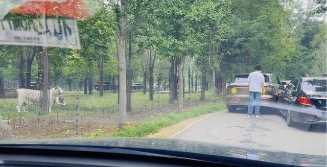 惊险！野生动物园内<strong></p>
<p>长盈精密股票</strong>，两车剐蹭，车主下车沟通老虎一旁围观