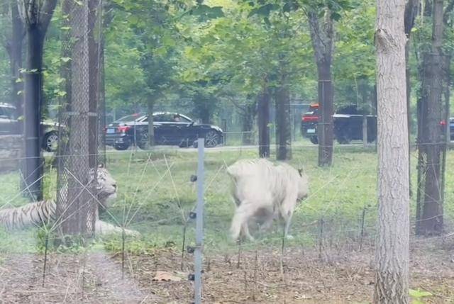 惊险！野生动物园内<strong></p>
<p>长盈精密股票</strong>，两车剐蹭，车主下车沟通老虎一旁围观