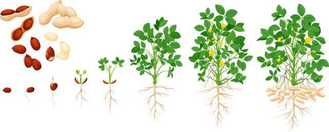 “花生上树”闹剧：AI翻车背后<strong></p>
<p>深圳华强股票</strong>，我们都在弄丢常识？