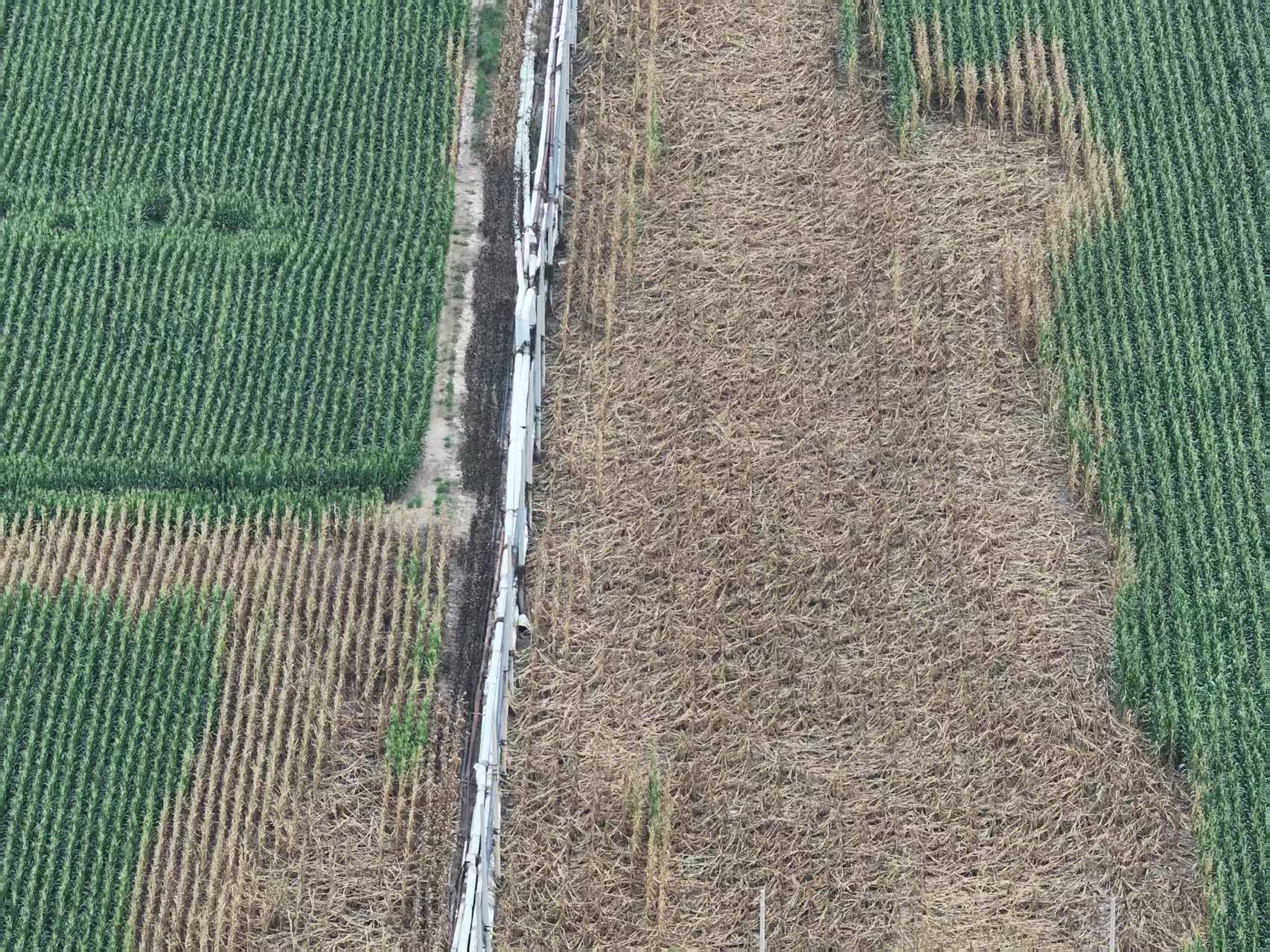 河北柏乡:造纸厂污水外排大片农作物致死引关注<strong></p>
<p>科士达股票</strong>！