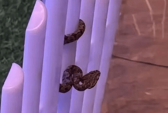 九寨沟一酒店大堂出现蝮蛇<strong></p>
<p>华胜天成股票</strong>，小孩还摸了蛇头！当地通报：孩子没被咬伤，已全面排查