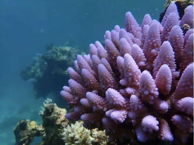 权威解读：为何建立黄岩岛国家级自然保护区<strong></p>
<p>华胜天成股票</strong>？