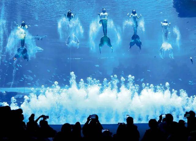 海洋公园<strong></p>
<p>良品铺子股票</strong>,养不起虎鲸了