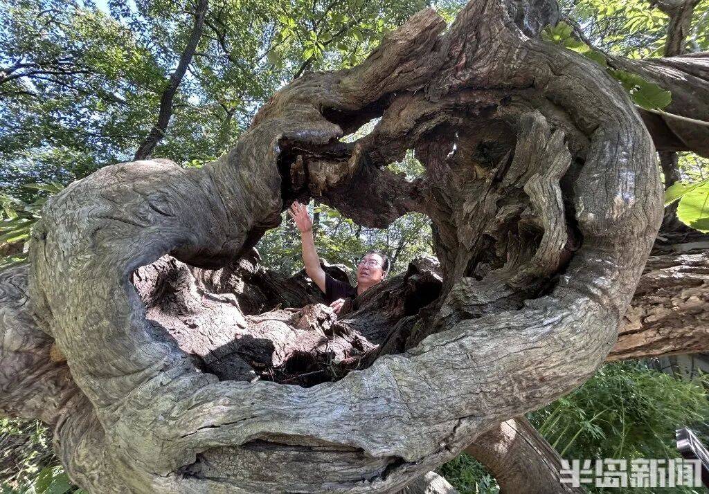 1014岁！青岛这棵“千年树王”<strong></p>
<p>良品铺子股票</strong>，主干碳化严重，镂空处能站两人！每年仍可结果数十斤→